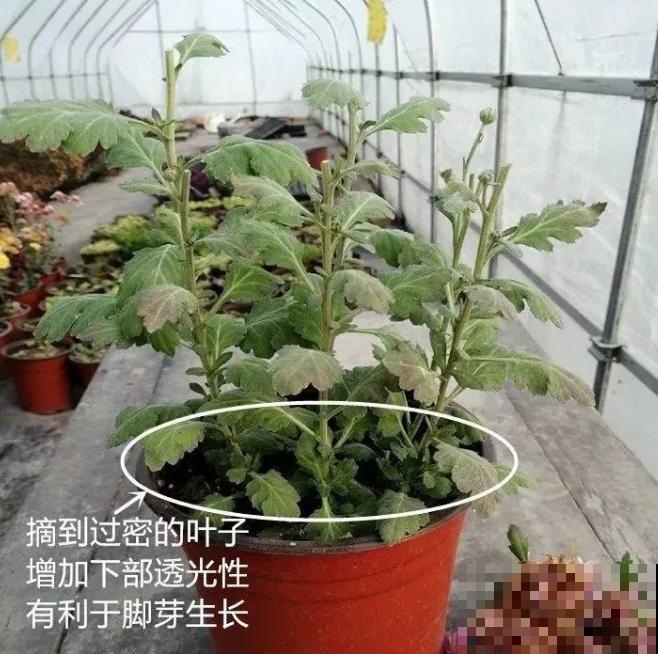 绣球生病，直接撸光叶、剪光头，反而长得旺！
