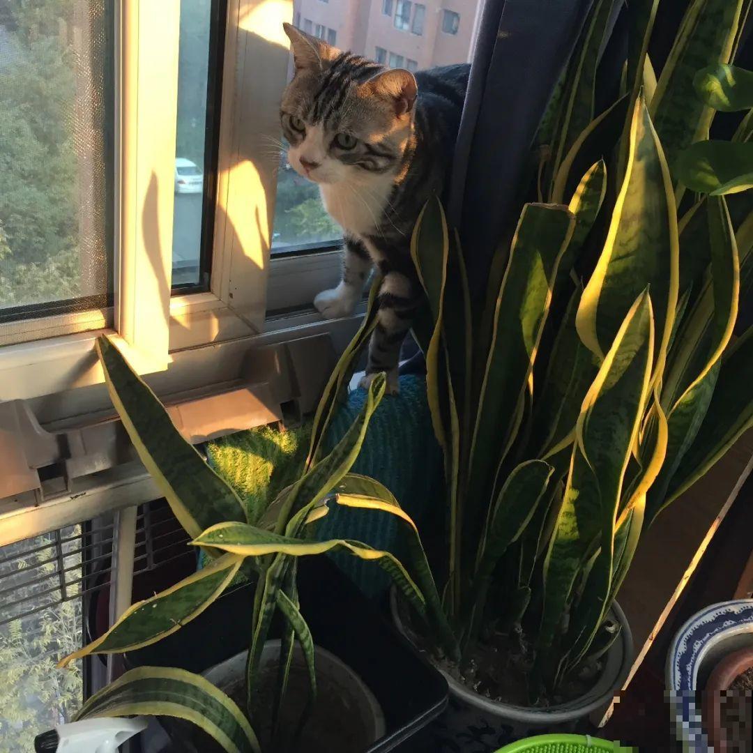 秋天降温快，家里养这9种花，要赶紧搬进屋了