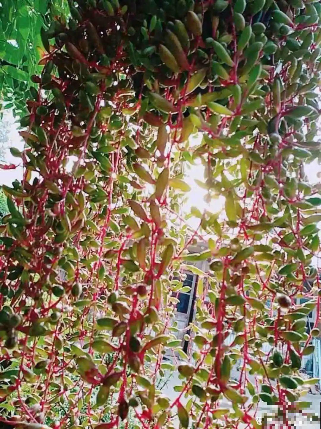 挂起来就能养的花,开花多不占地儿,家里能养100盆! 挂起来就能养的花,开花多不占地儿,家里能养100盆!