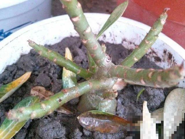 11月,千万别买这种花,养不活惹一肚子气! 11月,千万别买这种花,养不活惹一肚子气!