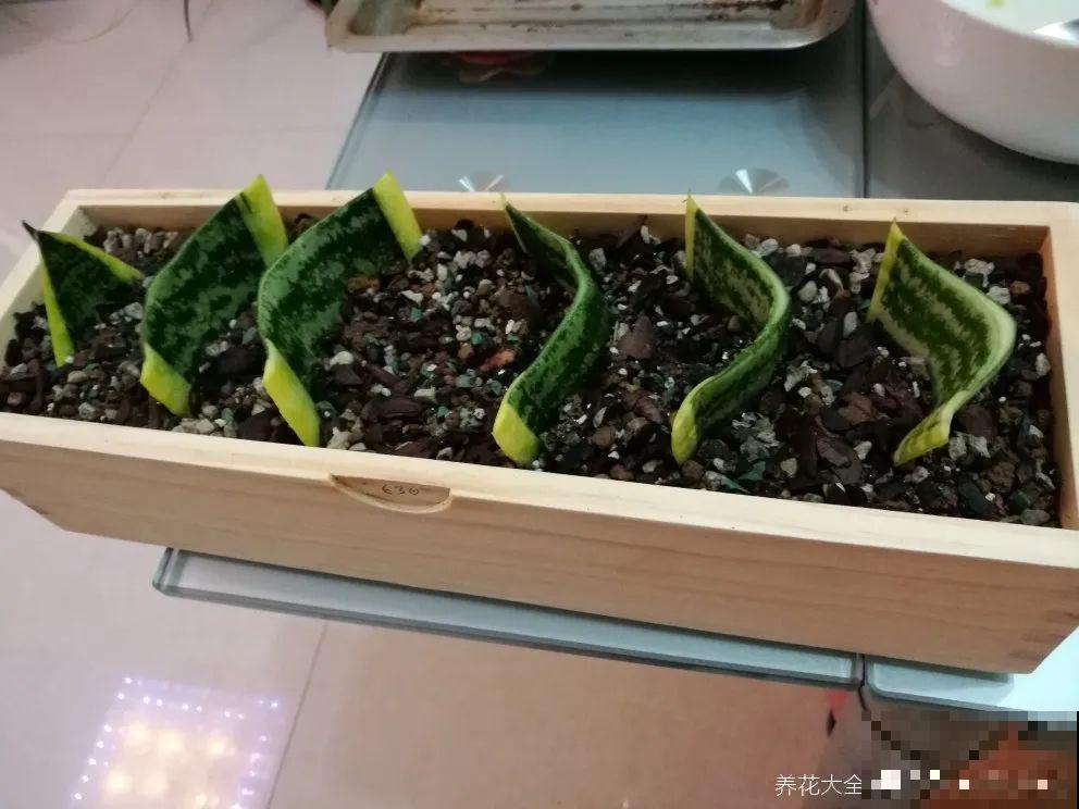 冬天扦插，只用一张塑料薄膜，就能长出小嫩芽