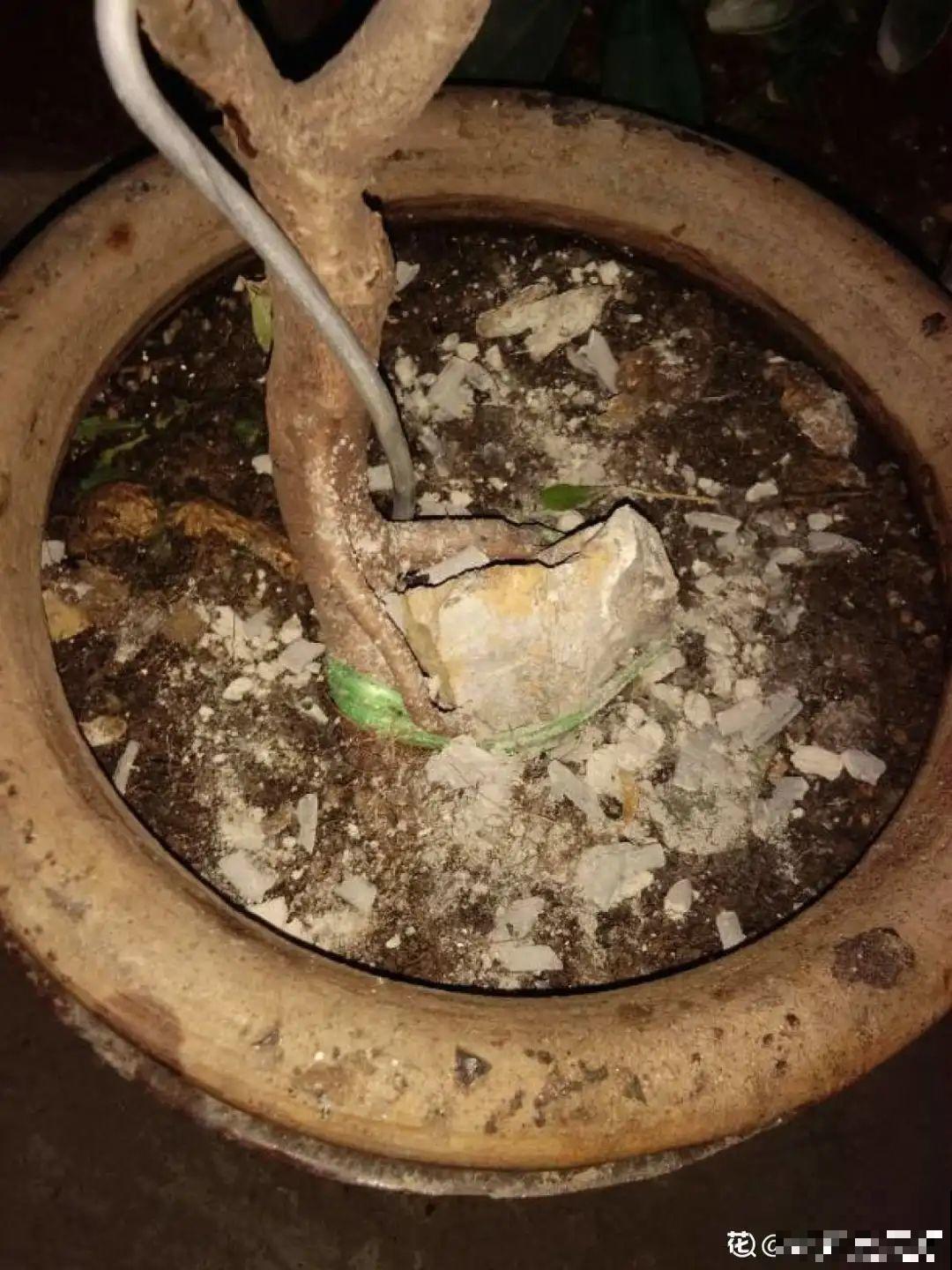 杀虫的好时机到了,虫卵一窝端,来年再也不生虫! 杀虫的好时机到了,虫卵一窝端,来年再也不生虫!