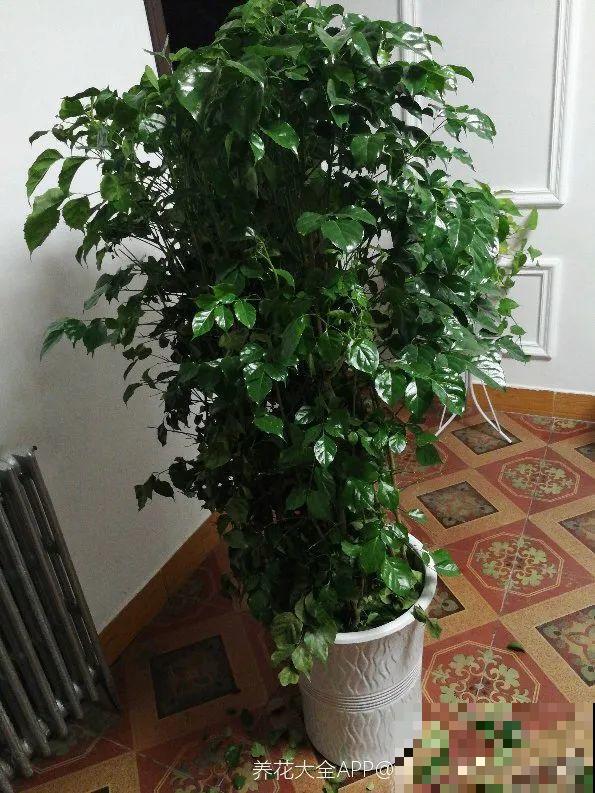 15种镇宅花，家里摆一盆，镇宅旺运超霸气！