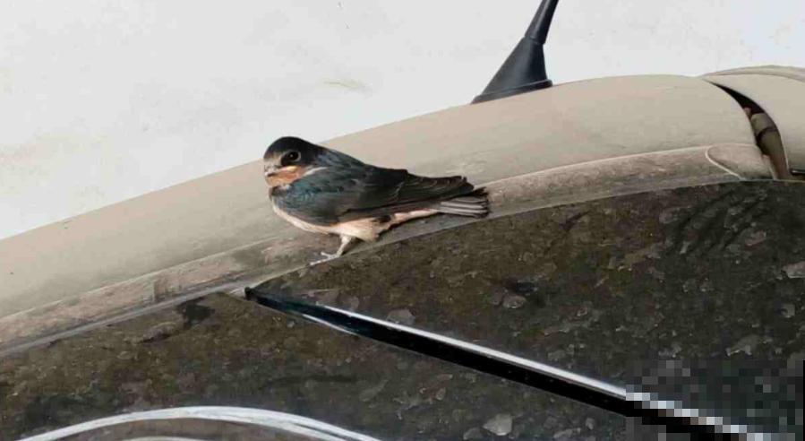 燕子窝不能戳？燕子筑巢有讲究，这么些年你做错了啥？