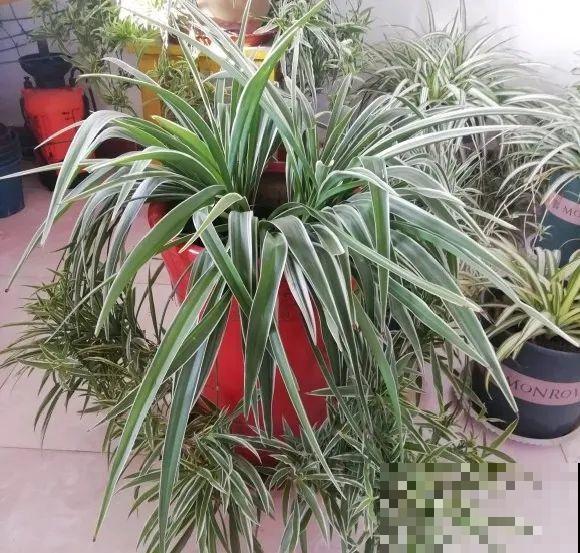 特欠剪的花,越剪越好看,花开不断! 特欠剪的花,越剪越好看,花开不断!