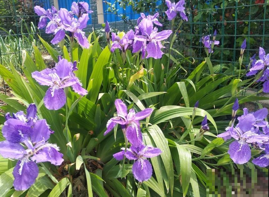 植物命名的5种方式,新奇有趣! 植物命名的5种方式,新奇有趣!