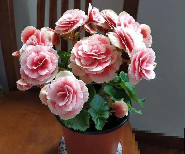 冬天就养耐阴花，没光也能开爆盆，扔角落自己疯长！