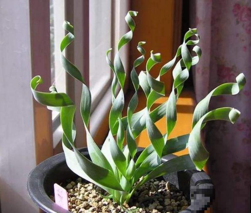 秋冬种盆弹簧草,不走寻常路,一头“卷发”特迷人! 秋冬种盆弹簧草,不走寻常路,一头“卷发”特迷人!