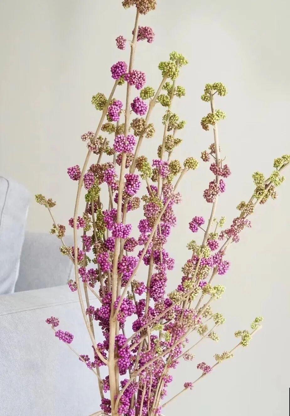 白菜在家养了8年,养成了老桩,长得可旺盛! 白菜在家养了8年,养成了老桩,长得可旺盛!