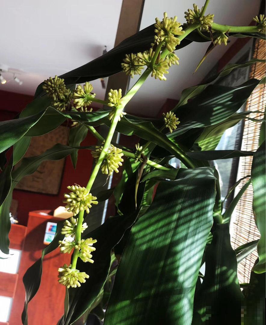 家里养盆巴西木，加点水就能冒芽，绿油油超有生机感