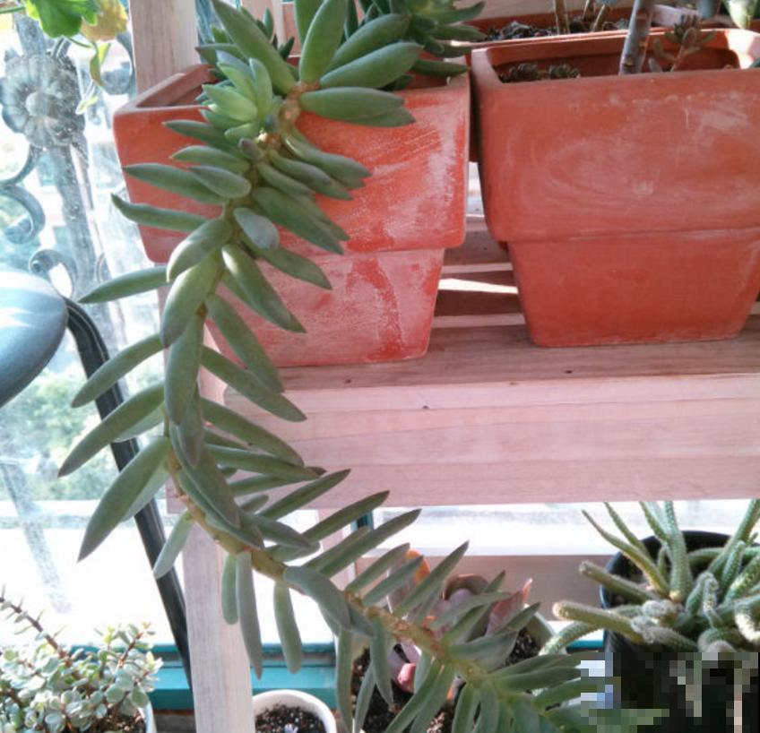 特欠削的千佛手，削一削就疯长，快回家削一顿！