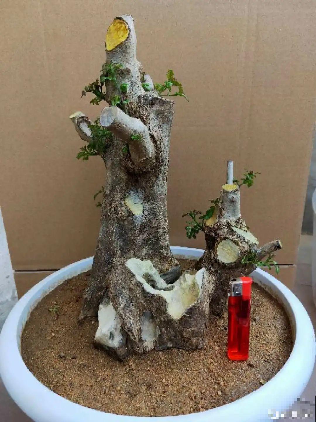 农村当柴火的花，花市卖得可贵，你认识几种？