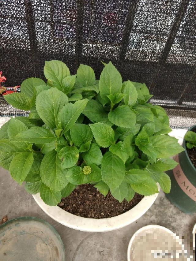 不长叶不长枝的花别买，都是骗人的，养不活浪费钱