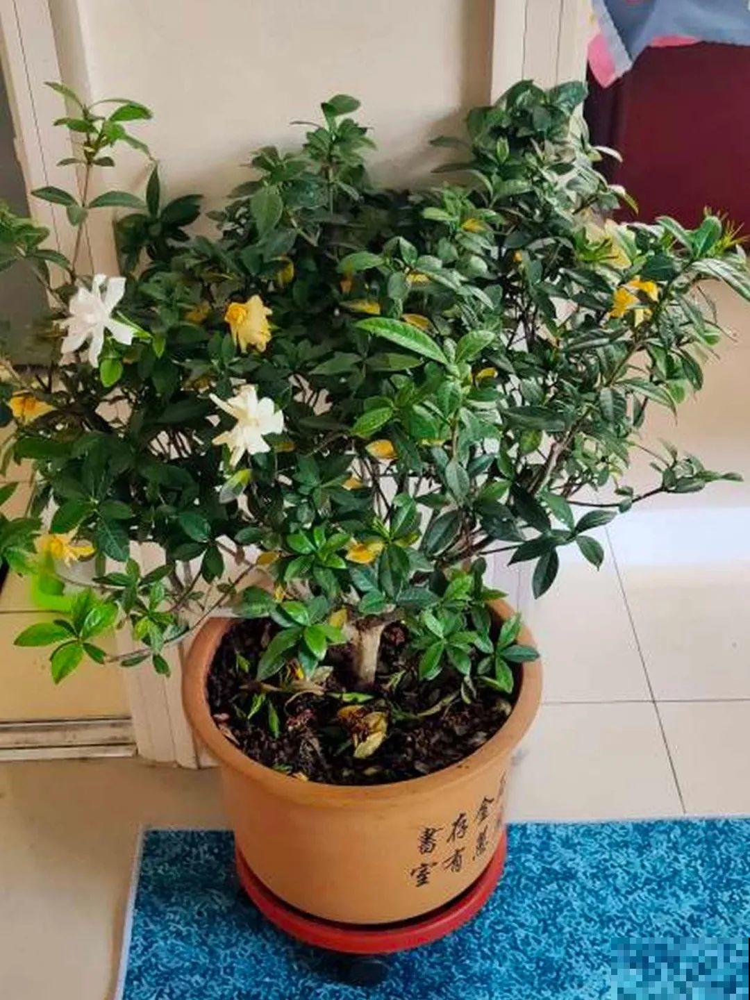 不同花卉耐寒程度不同,要根据品种来养护 不同花卉耐寒程度不同,要根据品种来养护