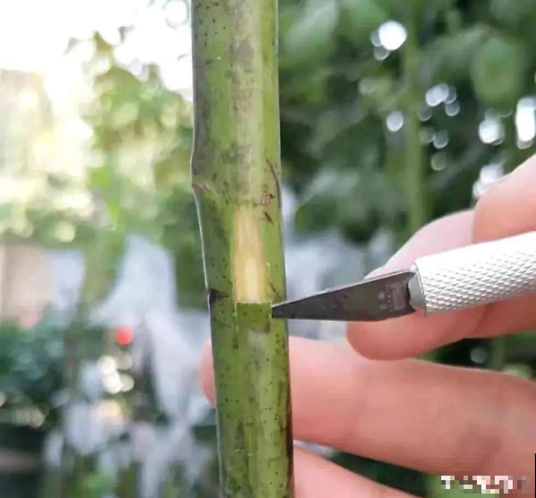 2种花组合起来养护，开花更多，满盆都是花