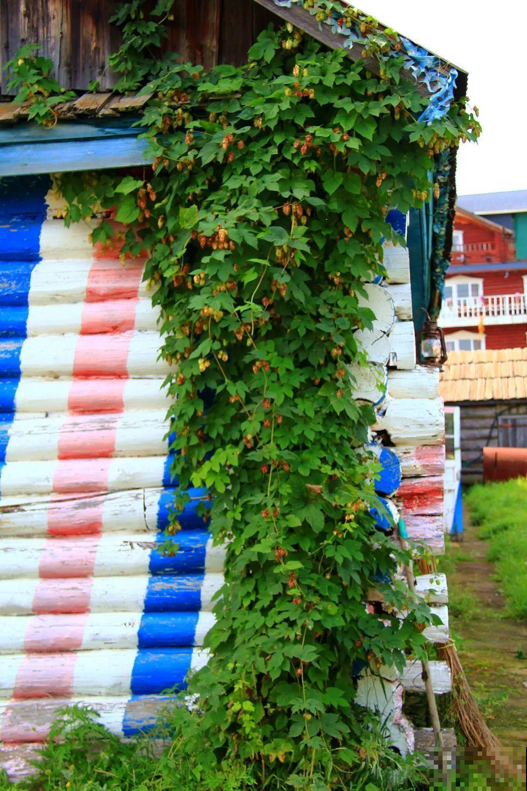 10种小众花，见过的人很少，养一盆特别有面子！
