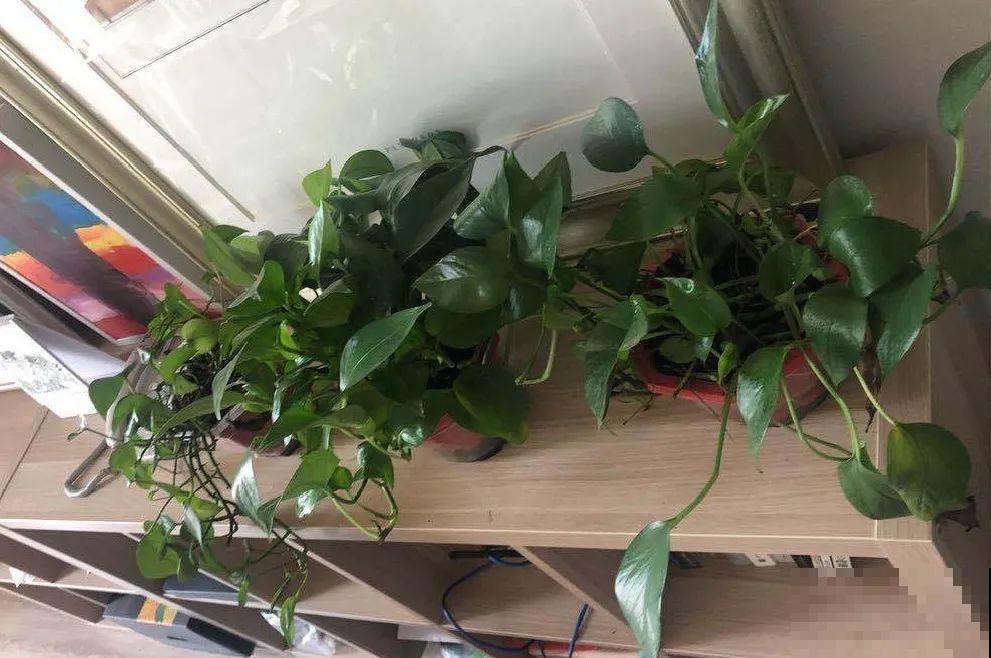 秋天降温快，家里养这9种花，要赶紧搬进屋了