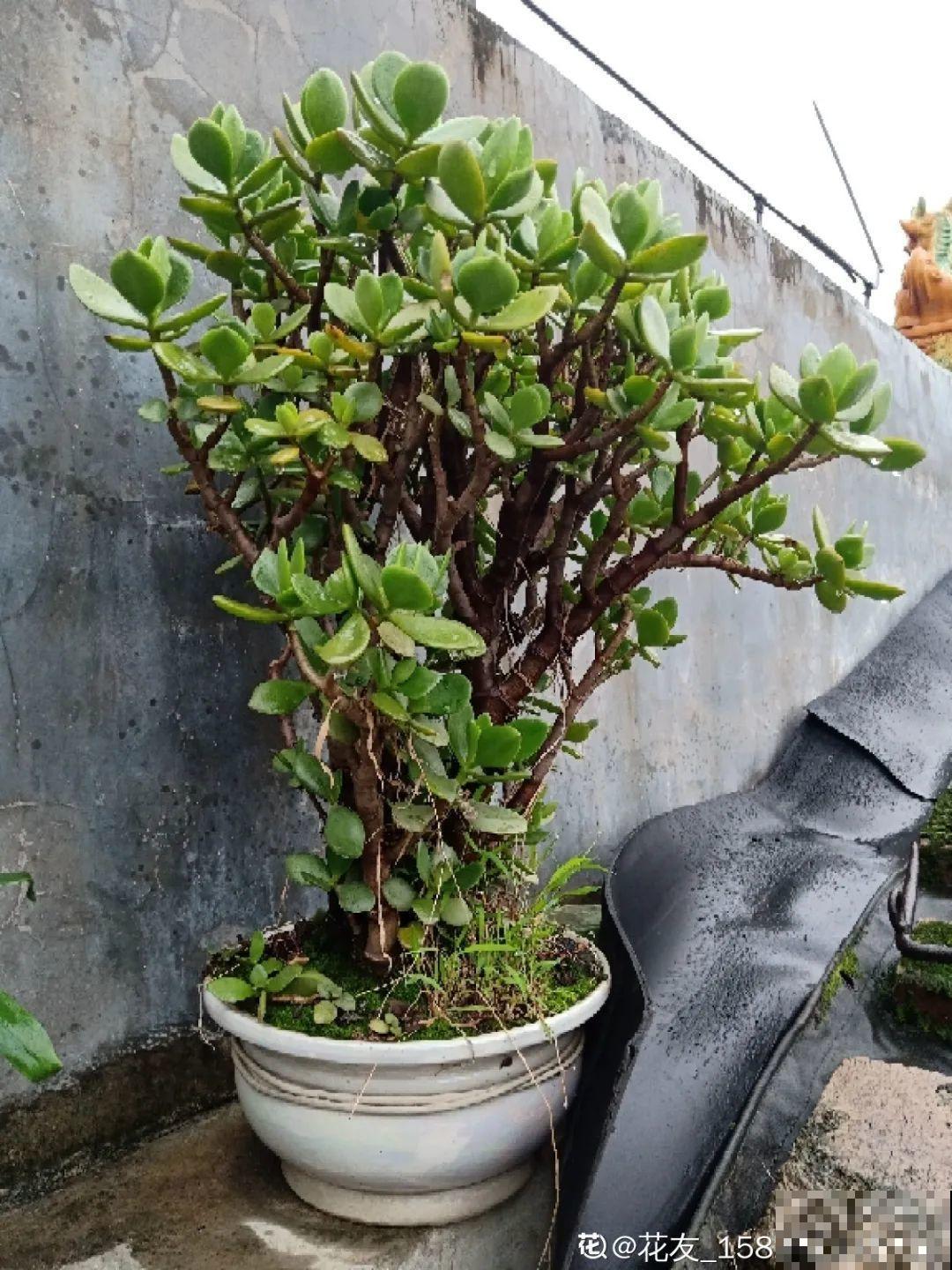 这种花特抗冻,不怕严寒,养死算我输! 这种花特抗冻,不怕严寒,养死算我输!