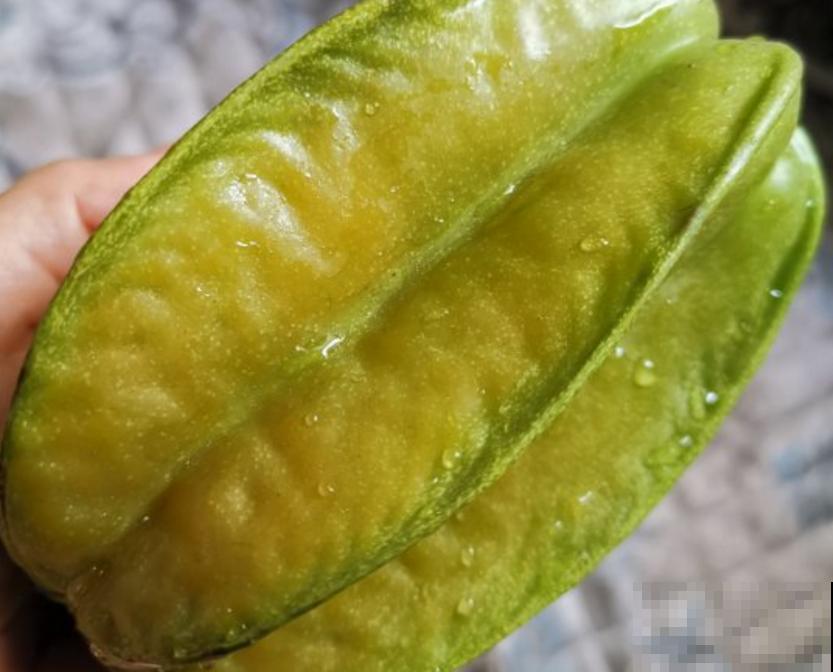 种盆杨桃摆阳台，造型别致，气味香甜，省下空气清新剂！