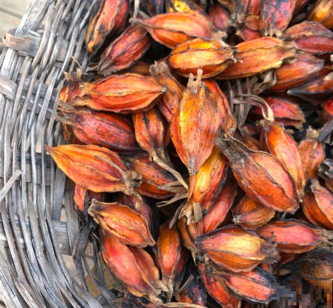 家养的花，开败之后还能炖，一点也不亏