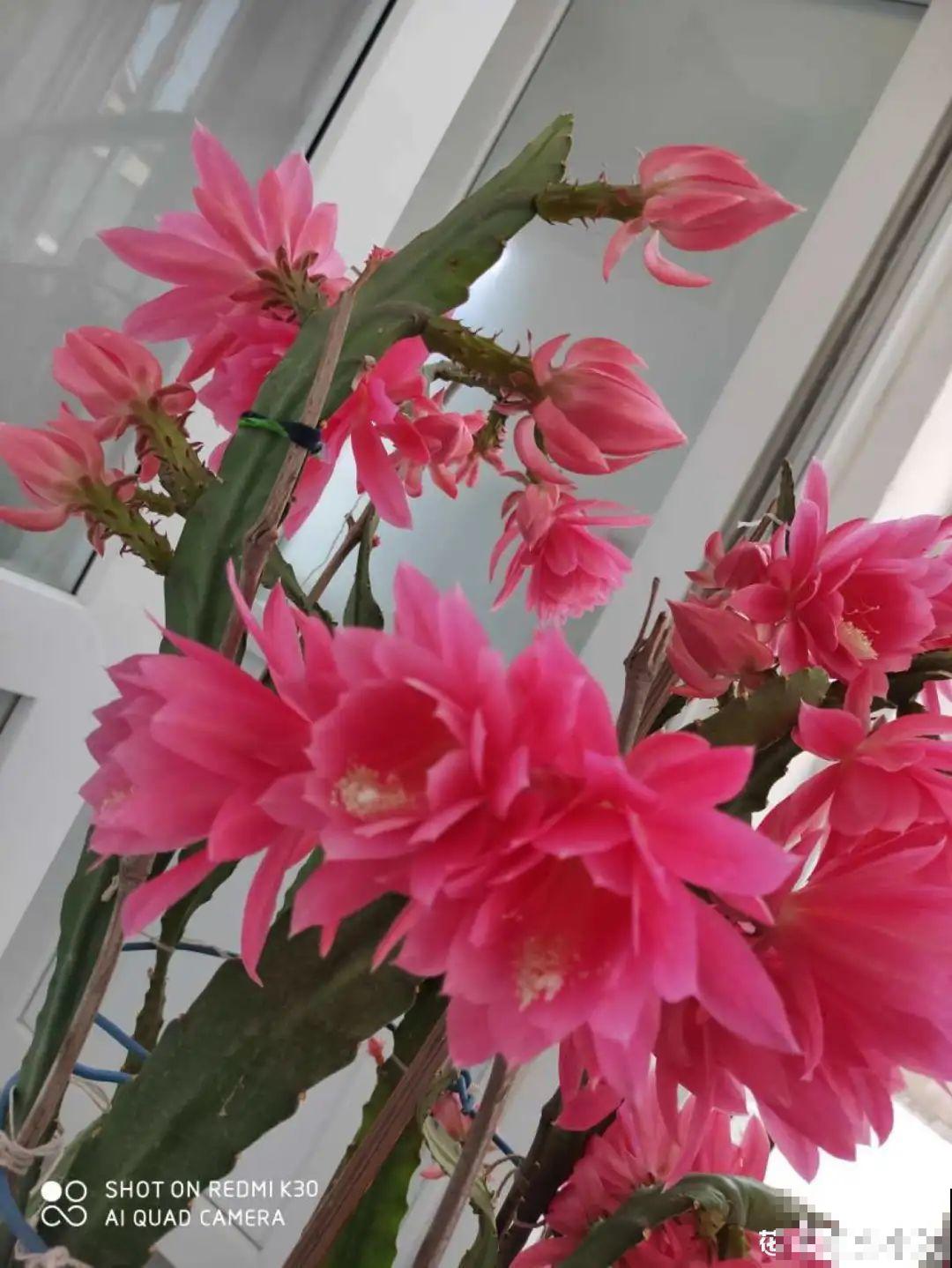 2种花组合起来养护，开花更多，满盆都是花