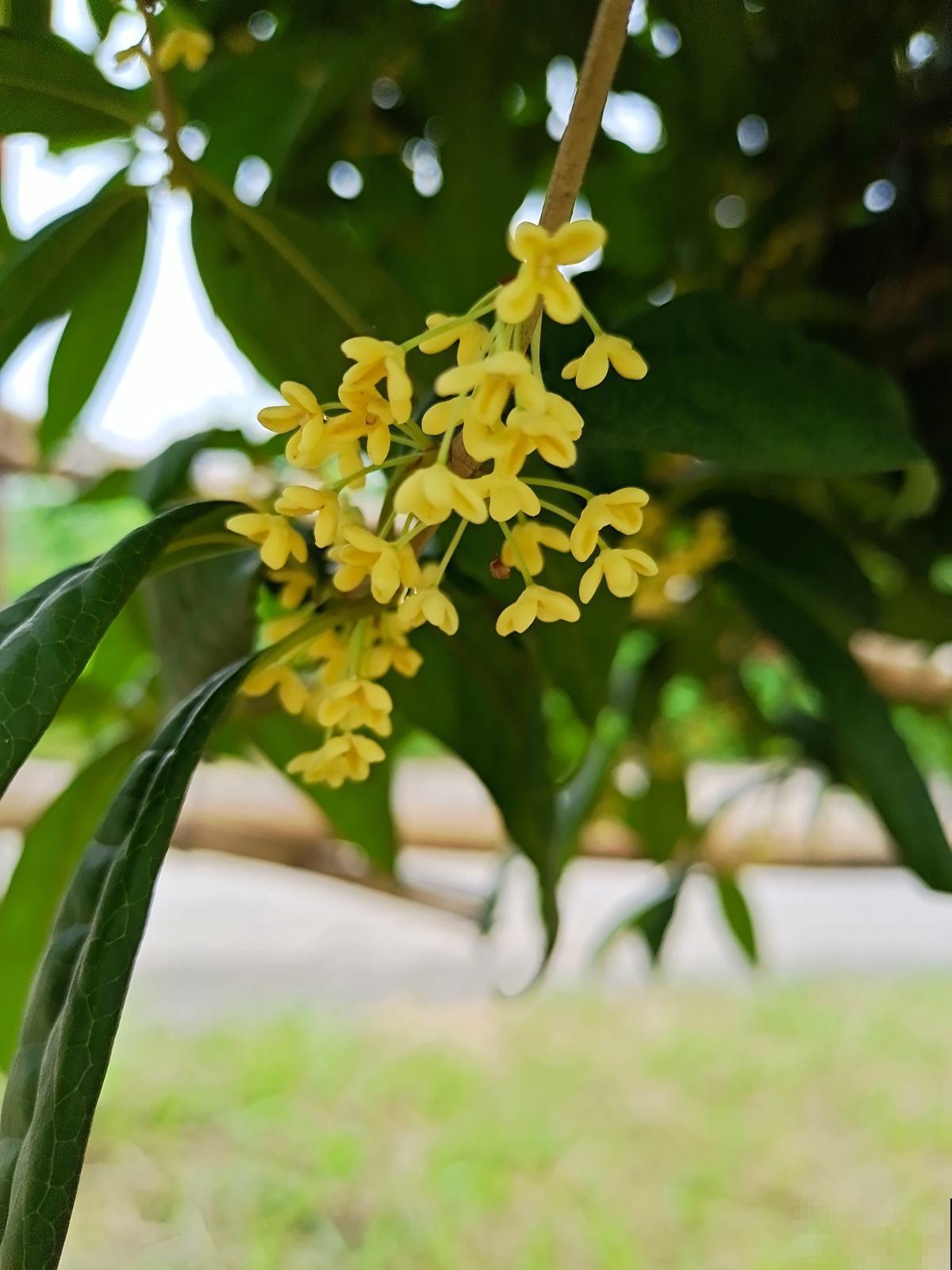 正值“桂月”，养桂花最合适，香味超浓郁