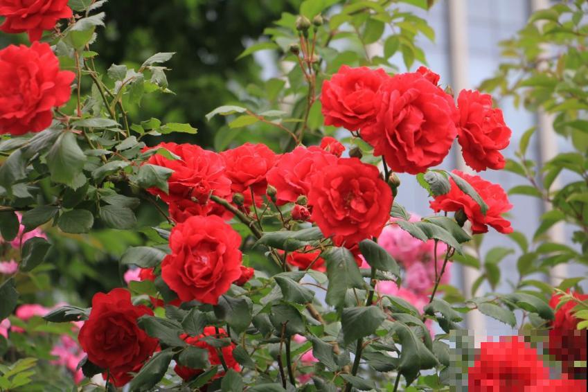 卧室植物别乱选,放几盆吊兰,净化空气超厉害! 卧室植物别乱选,放几盆吊兰,净化空气超厉害!