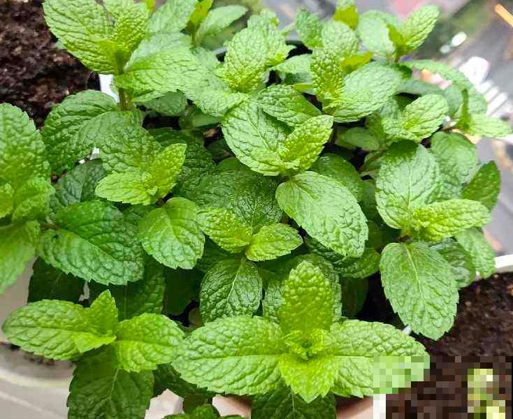 植物命名的5种方式,新奇有趣! 植物命名的5种方式,新奇有趣!