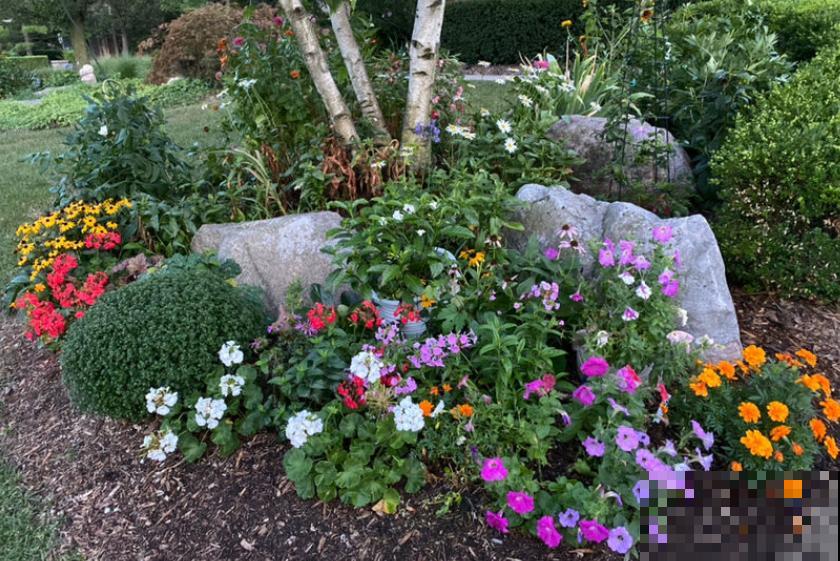 这些花一开始觉得丑，养了之后：真香！