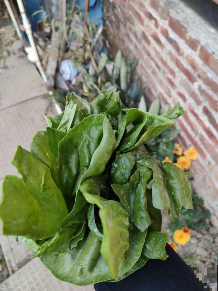 “竹根土”是养花好东西，透气效果特好，养根不烂茎