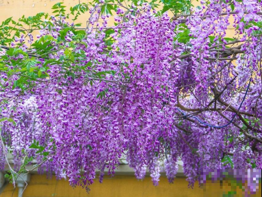 适合地栽养的花木，只要种一棵，年年有花赏！