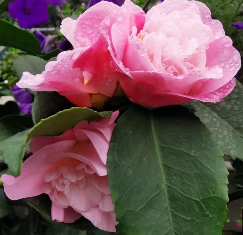 茶花疏蕾有讲究，时间、方法都不能随意，快学一学！