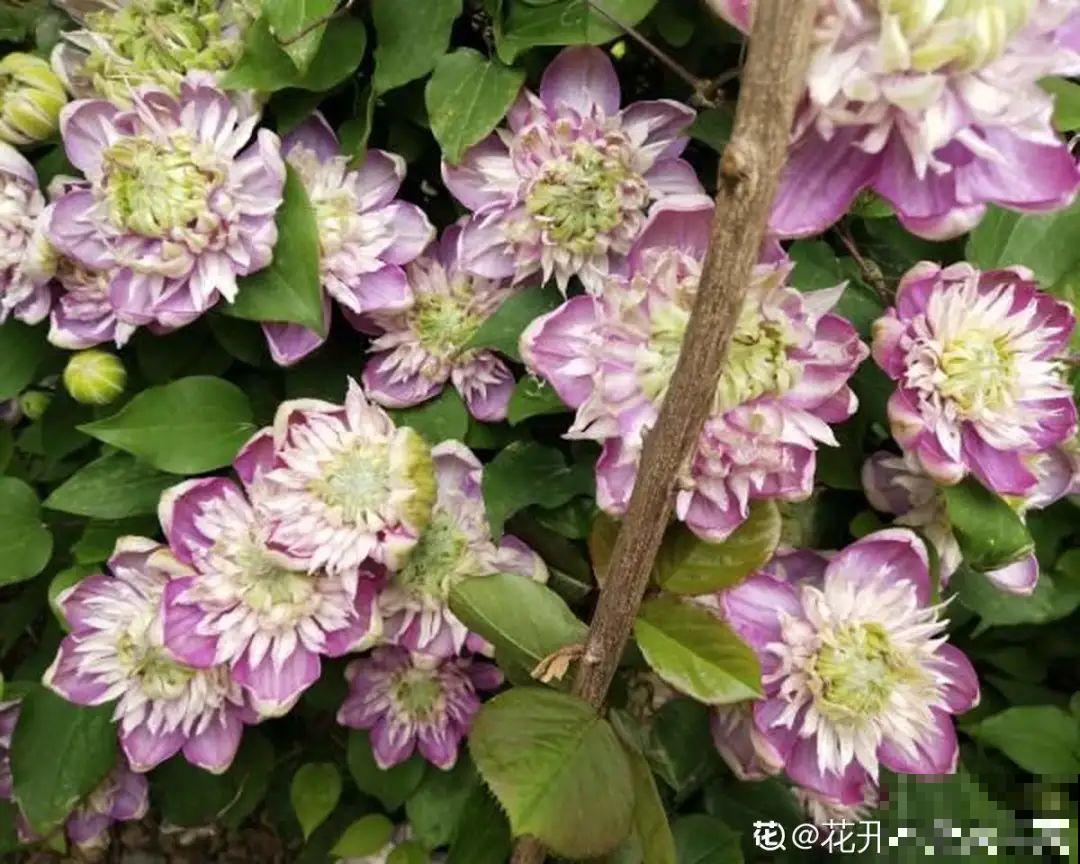 现在开始埋冬肥了,月季补一补,明年满枝爆花! 现在开始埋冬肥了,月季补一补,明年满枝爆花!