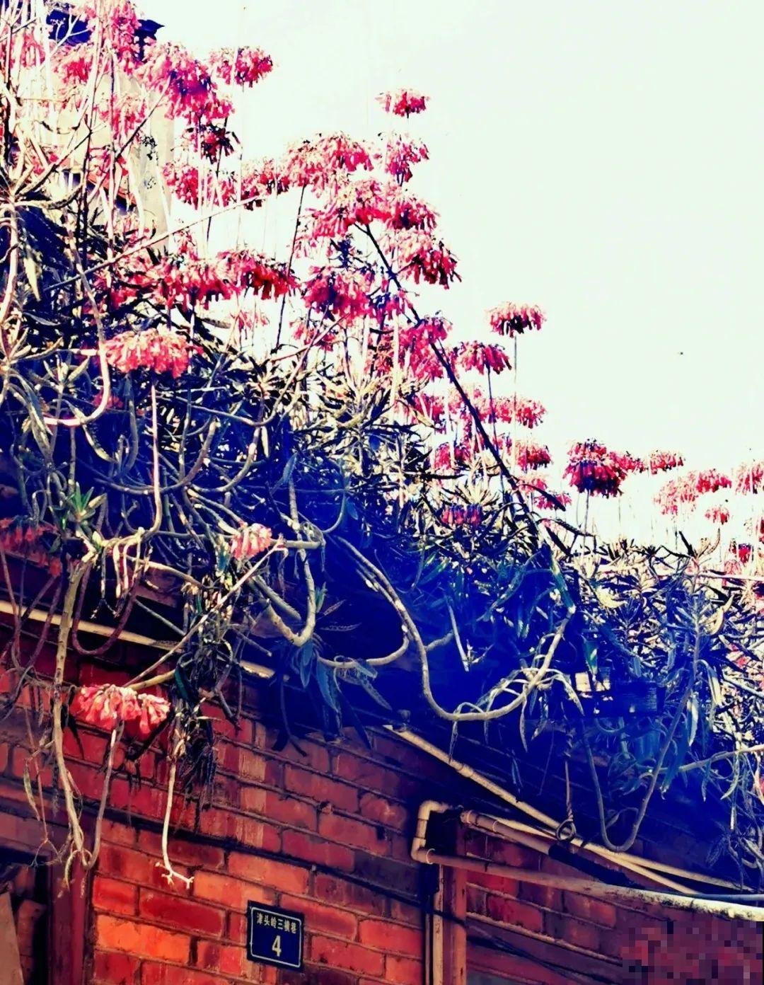 不死鸟太震撼了，长满整个屋顶，感觉都要压塌了