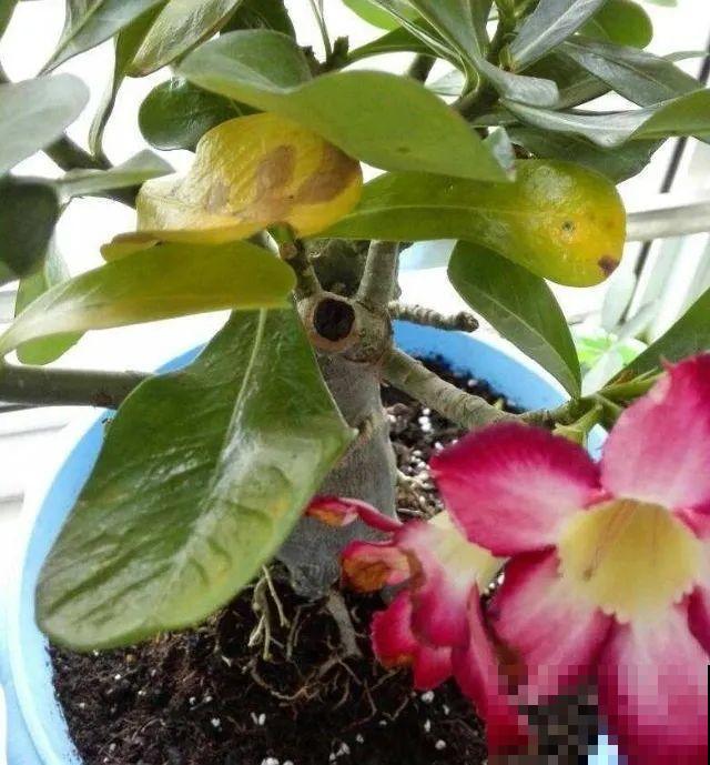 11月,千万别买这种花,养不活惹一肚子气! 11月,千万别买这种花,养不活惹一肚子气!