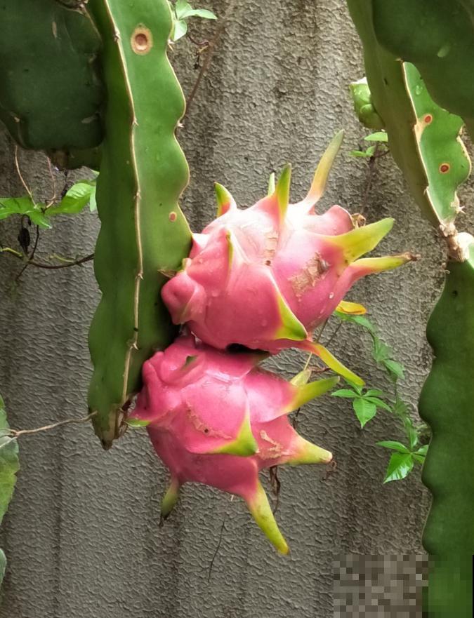 植物命名的5种方式,新奇有趣! 植物命名的5种方式,新奇有趣!