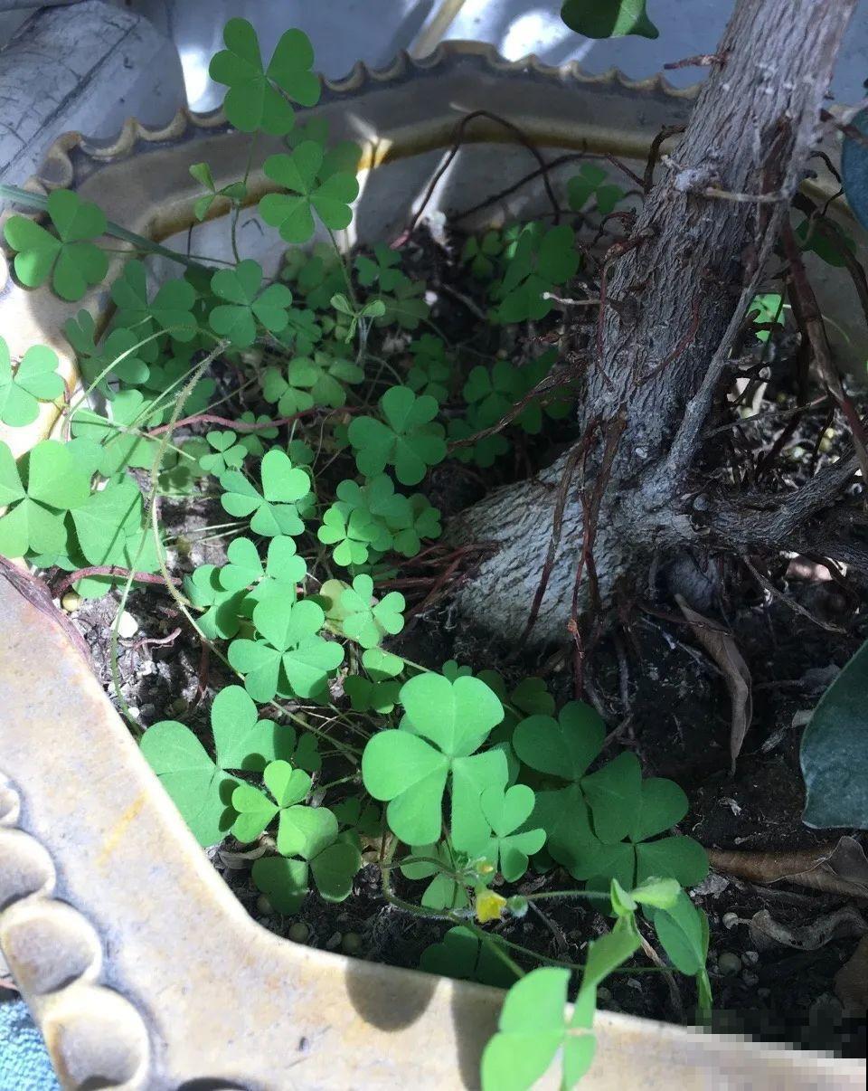 救命！入侵植物爬进院子，三年都杀不完！