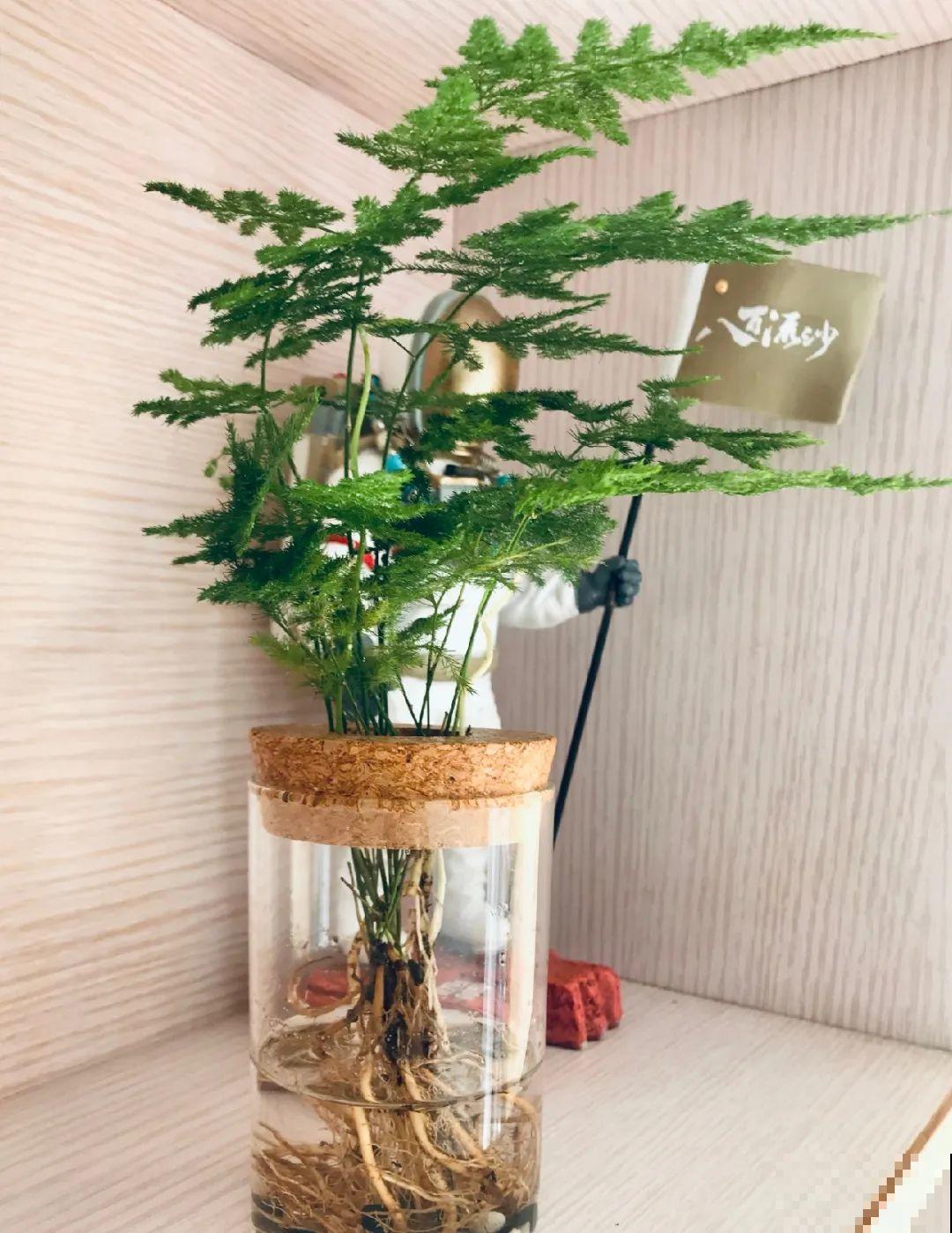 6种花水培更好,方便还干净,开花一串串 6种花水培更好,方便还干净,开花一串串