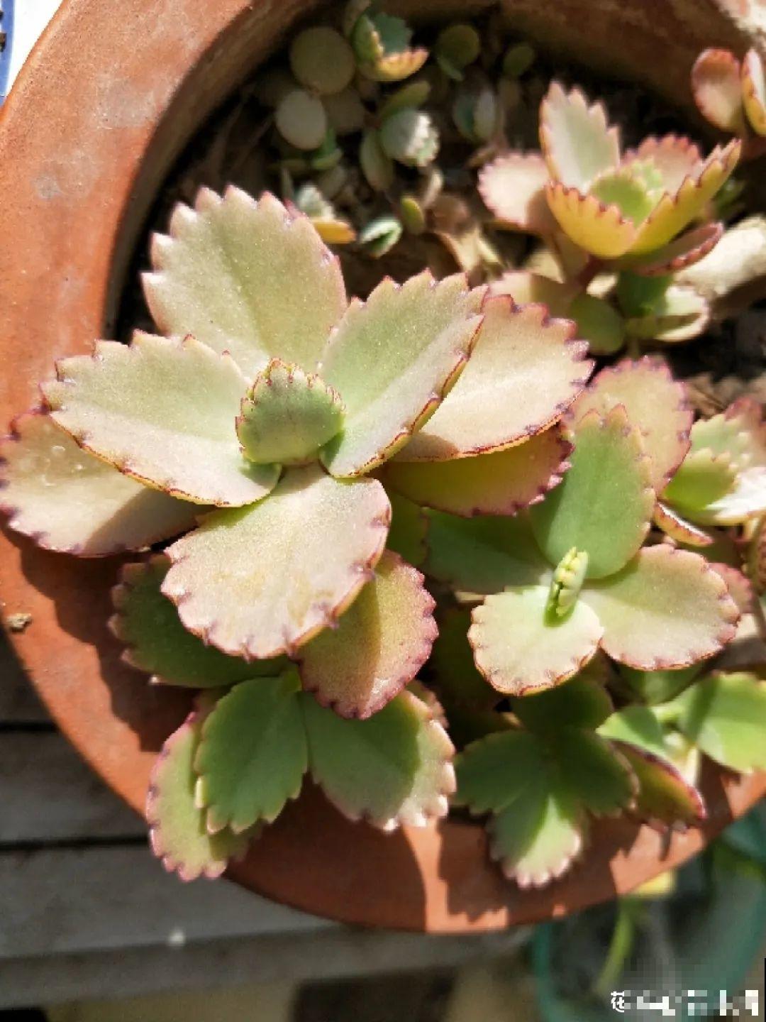 这种花特抗冻,不怕严寒,养死算我输! 这种花特抗冻,不怕严寒,养死算我输!