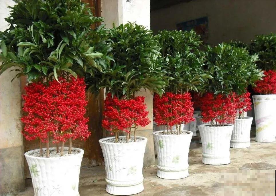 50种冬天开花植物,天冷了,照样冒花苞! 50种冬天开花植物,天冷了,照样冒花苞!