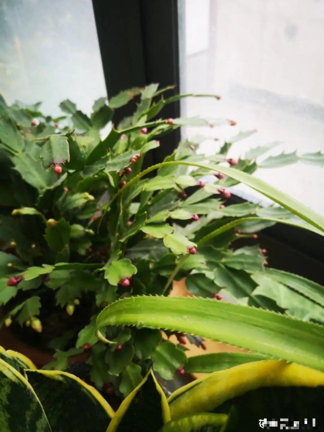 霜降来临，茉莉抓紧剪一波，更抗冻，好过冬！