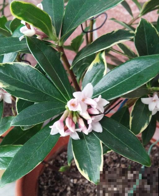 这种花就欠冻，搬进室内掉叶子，放外边就好！