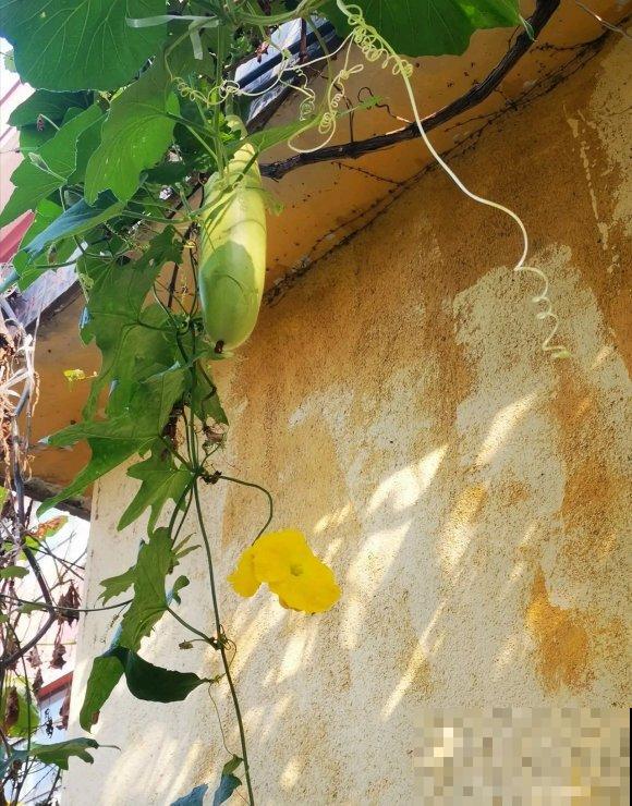 秋日开花多，美景拍下来，留住最美一刻