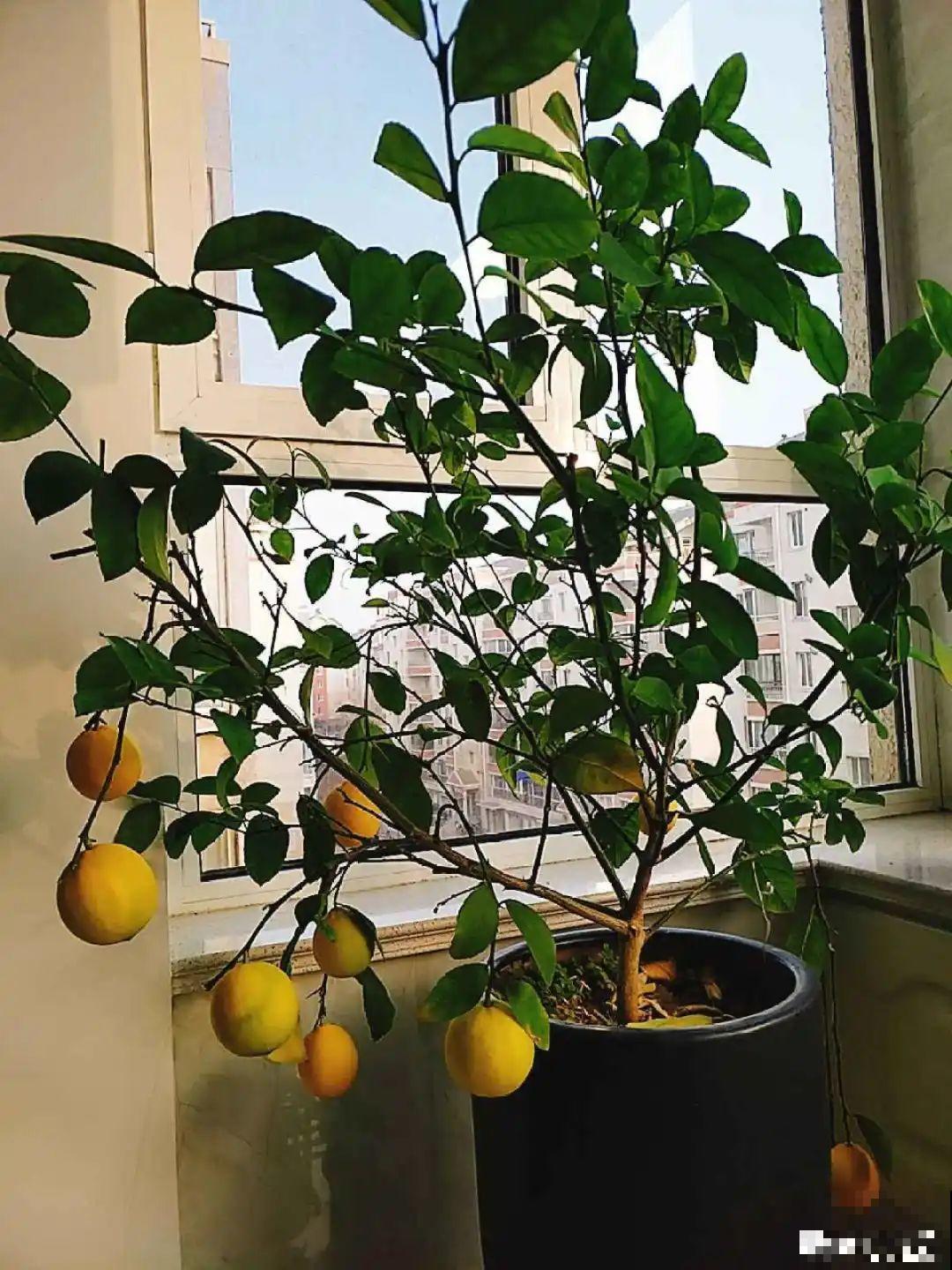 秋天特难养的花，养不活难受，还惹一肚子气！