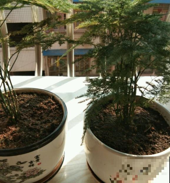 这3种问题要注意，叶子枯黄，画面丑到哭！