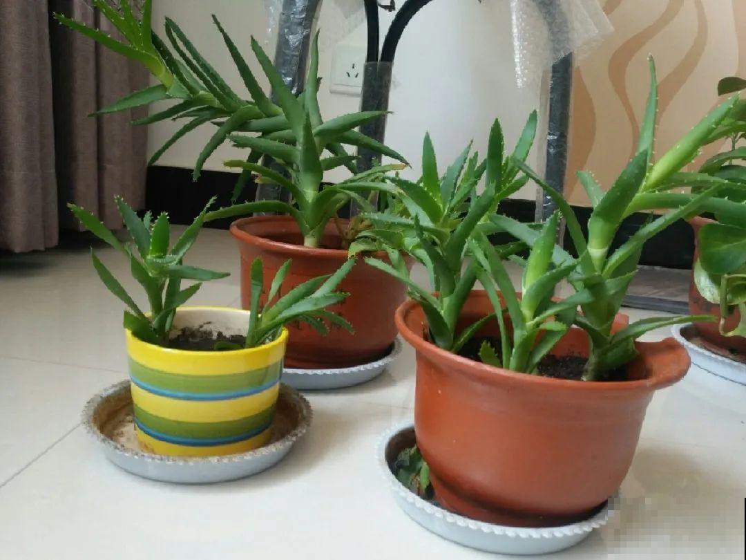 花上长了这个,再不换盆,就要憋死了! 花上长了这个,再不换盆,就要憋死了!