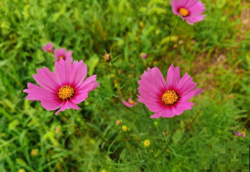 波斯菊很讲究,水肥不到位,光长个子不开花! 波斯菊很讲究,水肥不到位,光长个子不开花!