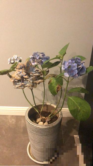 3种花冬天会“假死”，千万别丢掉，明天春天照样活！