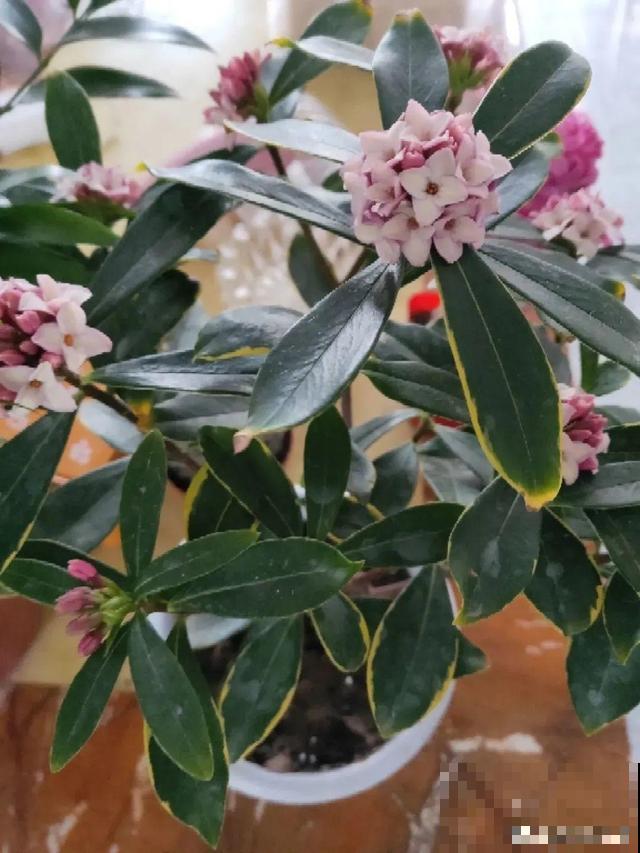 冬天养盆香水花，满屋子飘香，异味都赶跑了！