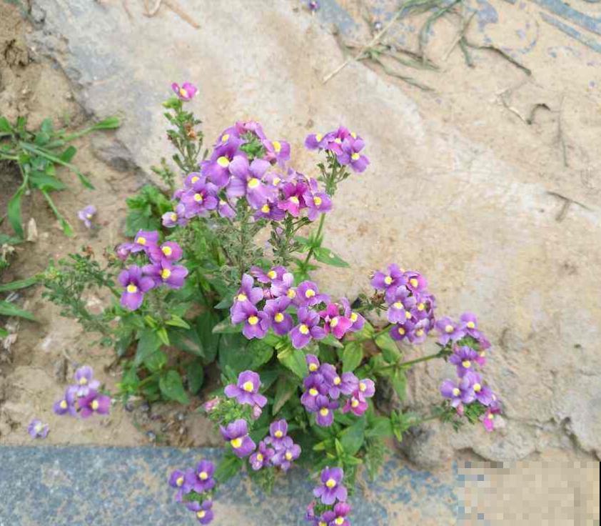 秋季种棵龙面花，似翩翩蝴蝶，鲜艳又好看！
